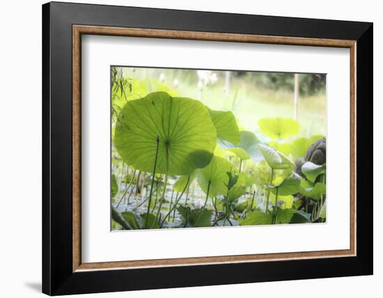 Lotus Blossoms, Fascinating Water Plants in the Garden Pond-Petra Daisenberger-Framed Photographic Print