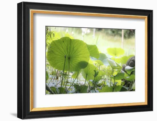 Lotus Blossoms, Fascinating Water Plants in the Garden Pond-Petra Daisenberger-Framed Photographic Print