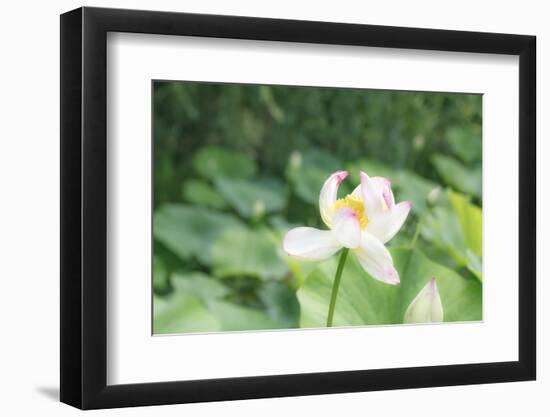 Lotus Blossoms, Fascinating Water Plants in the Garden Pond-Petra Daisenberger-Framed Photographic Print