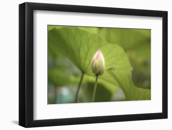 Lotus Blossoms, Fascinating Water Plants in the Garden Pond-Petra Daisenberger-Framed Photographic Print