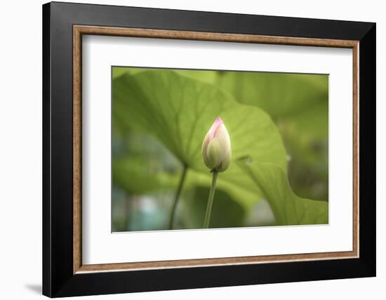 Lotus Blossoms, Fascinating Water Plants in the Garden Pond-Petra Daisenberger-Framed Photographic Print