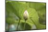 Lotus Blossoms, Fascinating Water Plants in the Garden Pond-Petra Daisenberger-Mounted Photographic Print