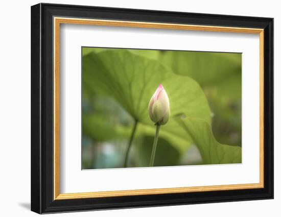 Lotus Blossoms, Fascinating Water Plants in the Garden Pond-Petra Daisenberger-Framed Photographic Print