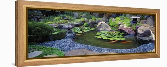 Lotus Blossoms, Japanese Garden, University of California, Los Angeles, California, USA-null-Framed Stretched Canvas