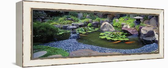 Lotus Blossoms, Japanese Garden, University of California, Los Angeles, California, USA-null-Framed Stretched Canvas