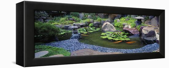 Lotus Blossoms, Japanese Garden, University of California, Los Angeles, California, USA-null-Framed Stretched Canvas