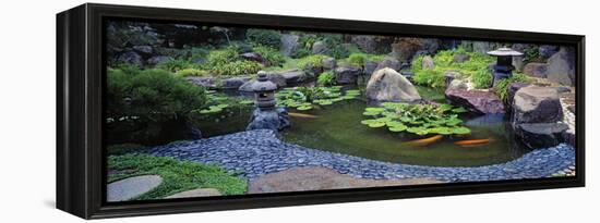 Lotus Blossoms, Japanese Garden, University of California, Los Angeles, California, USA-null-Framed Stretched Canvas