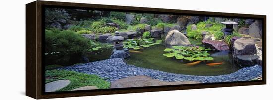 Lotus Blossoms, Japanese Garden, University of California, Los Angeles, California, USA-null-Framed Stretched Canvas