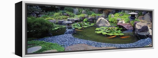 Lotus Blossoms, Japanese Garden, University of California, Los Angeles, California, USA-null-Framed Stretched Canvas
