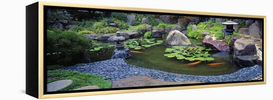 Lotus Blossoms, Japanese Garden, University of California, Los Angeles, California, USA-null-Framed Stretched Canvas