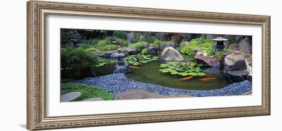 Lotus Blossoms, Japanese Garden, University of California, Los Angeles, California, USA-null-Framed Photographic Print