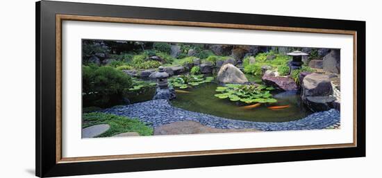 Lotus Blossoms, Japanese Garden, University of California, Los Angeles, California, USA-null-Framed Photographic Print