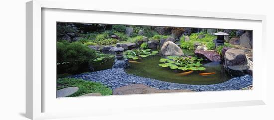 Lotus Blossoms, Japanese Garden, University of California, Los Angeles, California, USA-null-Framed Photographic Print