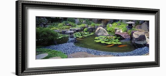 Lotus Blossoms, Japanese Garden, University of California, Los Angeles, California, USA-null-Framed Photographic Print