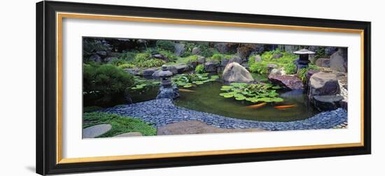 Lotus Blossoms, Japanese Garden, University of California, Los Angeles, California, USA-null-Framed Photographic Print