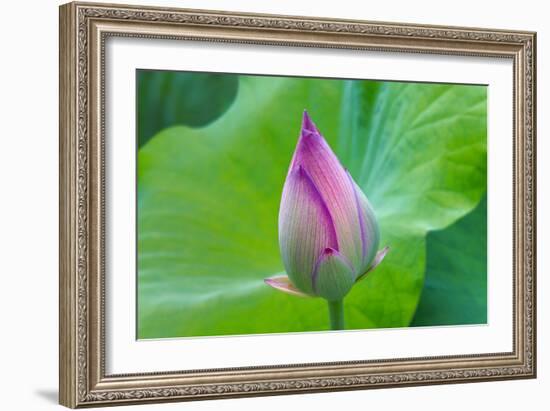 Lotus bud, Fujian Province, China-Keren Su-Framed Photographic Print