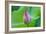 Lotus bud, Fujian Province, China-Keren Su-Framed Photographic Print