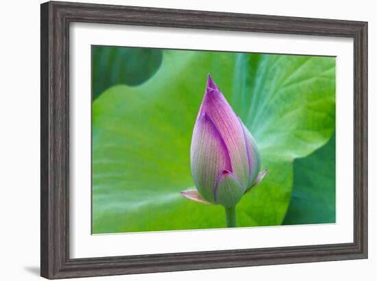 Lotus bud, Fujian Province, China-Keren Su-Framed Photographic Print