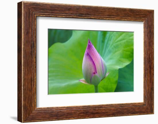 Lotus bud, Fujian Province, China-Keren Su-Framed Photographic Print