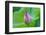 Lotus bud, Fujian Province, China-Keren Su-Framed Photographic Print