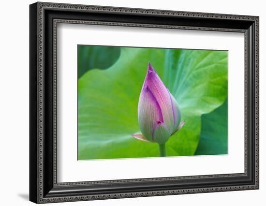 Lotus bud, Fujian Province, China-Keren Su-Framed Photographic Print