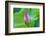 Lotus bud, Fujian Province, China-Keren Su-Framed Photographic Print