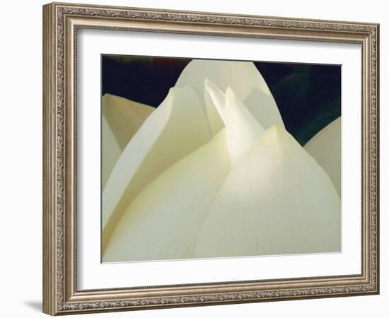 Lotus Detail III-Jim Christensen-Framed Photographic Print