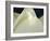 Lotus Detail III-Jim Christensen-Framed Photographic Print