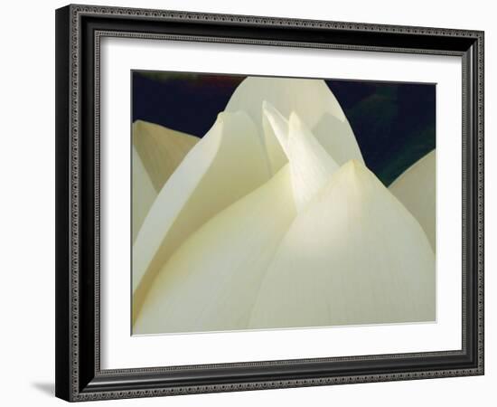 Lotus Detail III-Jim Christensen-Framed Photographic Print