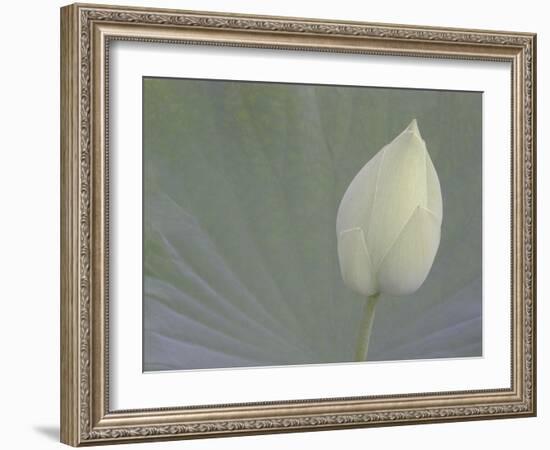 Lotus Detail VI-Jim Christensen-Framed Photographic Print