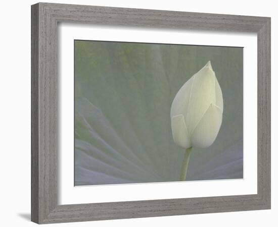 Lotus Detail VI-Jim Christensen-Framed Photographic Print