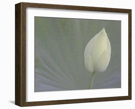 Lotus Detail VI-Jim Christensen-Framed Photographic Print