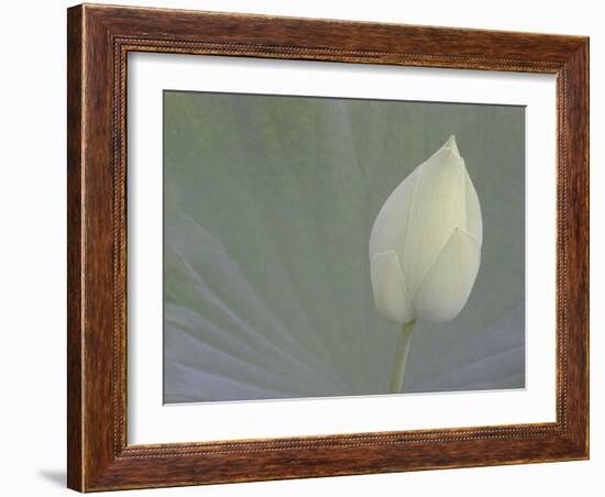 Lotus Detail VI-Jim Christensen-Framed Photographic Print