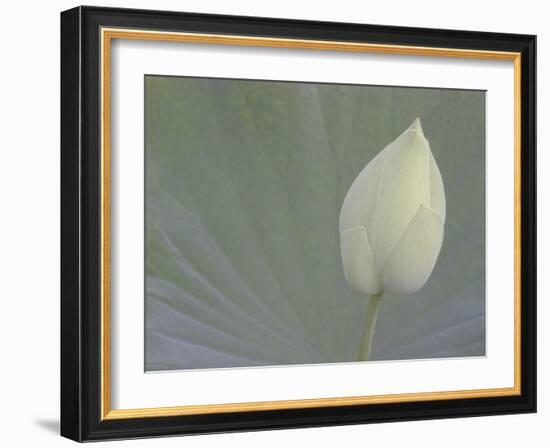 Lotus Detail VI-Jim Christensen-Framed Photographic Print