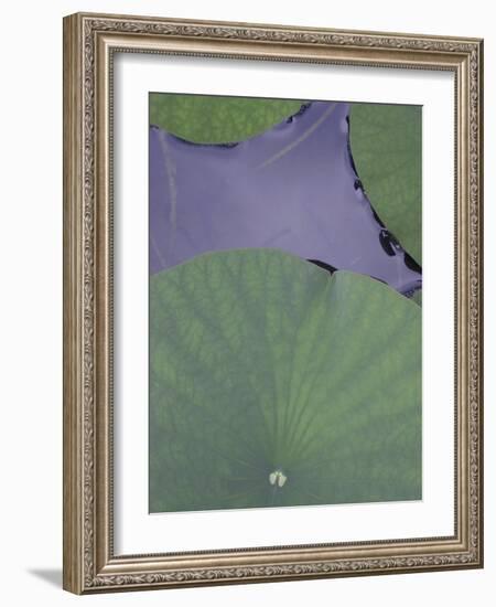 Lotus Detail X-Jim Christensen-Framed Photographic Print