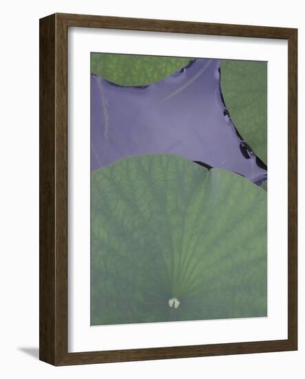 Lotus Detail X-Jim Christensen-Framed Photographic Print