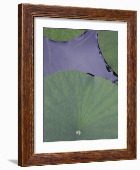 Lotus Detail X-Jim Christensen-Framed Photographic Print