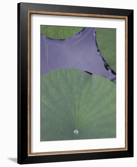 Lotus Detail X-Jim Christensen-Framed Photographic Print