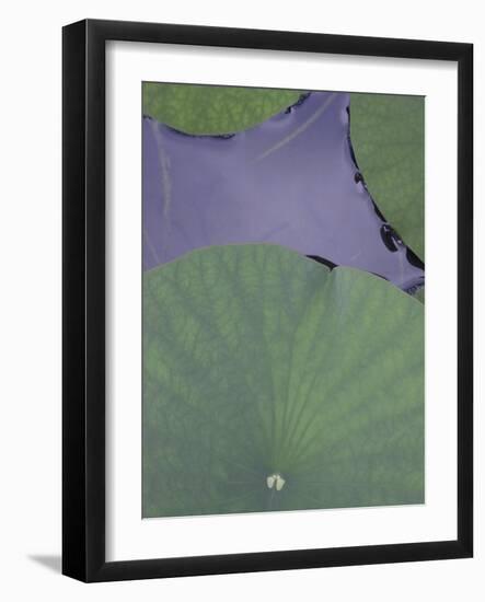 Lotus Detail X-Jim Christensen-Framed Photographic Print