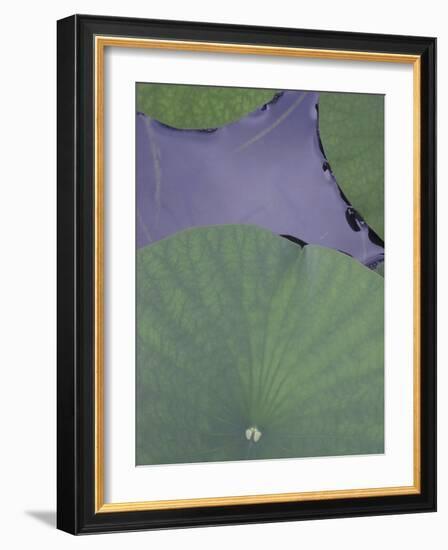 Lotus Detail X-Jim Christensen-Framed Photographic Print