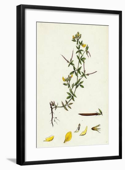 Lotus Diffusus Long-Podded Small Bird'S-Foot Trefoil-null-Framed Giclee Print