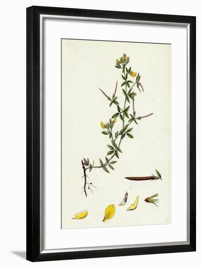 Lotus Diffusus Long-Podded Small Bird'S-Foot Trefoil-null-Framed Giclee Print