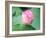 Lotus Flower and Lotus Flower Plants-Wu Kailiang-Framed Photographic Print