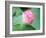 Lotus Flower and Lotus Flower Plants-Wu Kailiang-Framed Photographic Print