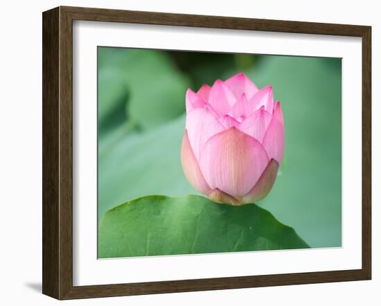 Lotus Flower and Lotus Flower Plants-Wu Kailiang-Framed Photographic Print