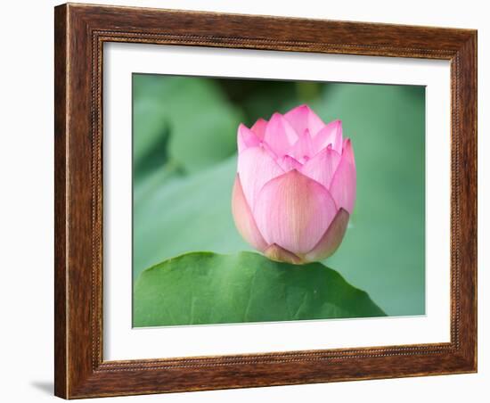 Lotus Flower and Lotus Flower Plants-Wu Kailiang-Framed Photographic Print