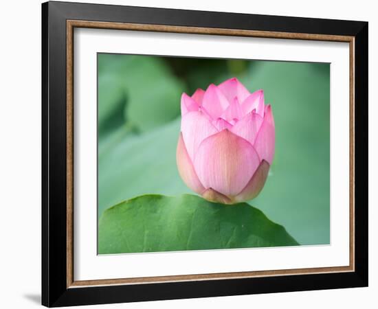 Lotus Flower and Lotus Flower Plants-Wu Kailiang-Framed Photographic Print