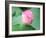 Lotus Flower and Lotus Flower Plants-Wu Kailiang-Framed Photographic Print