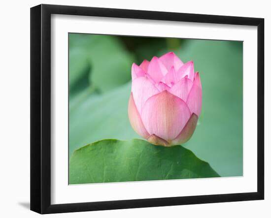 Lotus Flower and Lotus Flower Plants-Wu Kailiang-Framed Photographic Print