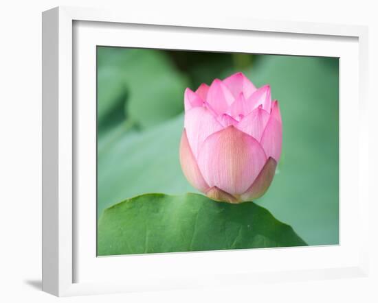 Lotus Flower and Lotus Flower Plants-Wu Kailiang-Framed Photographic Print